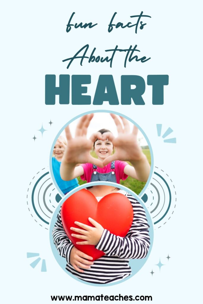 Fun facts about the heart mama teaches
