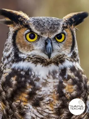 Fun Facts About Owls