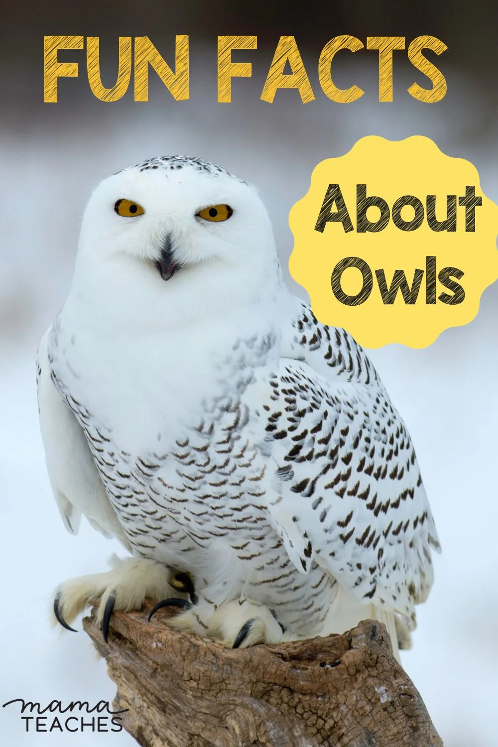 Fun Facts About Owls - Mama Teaches