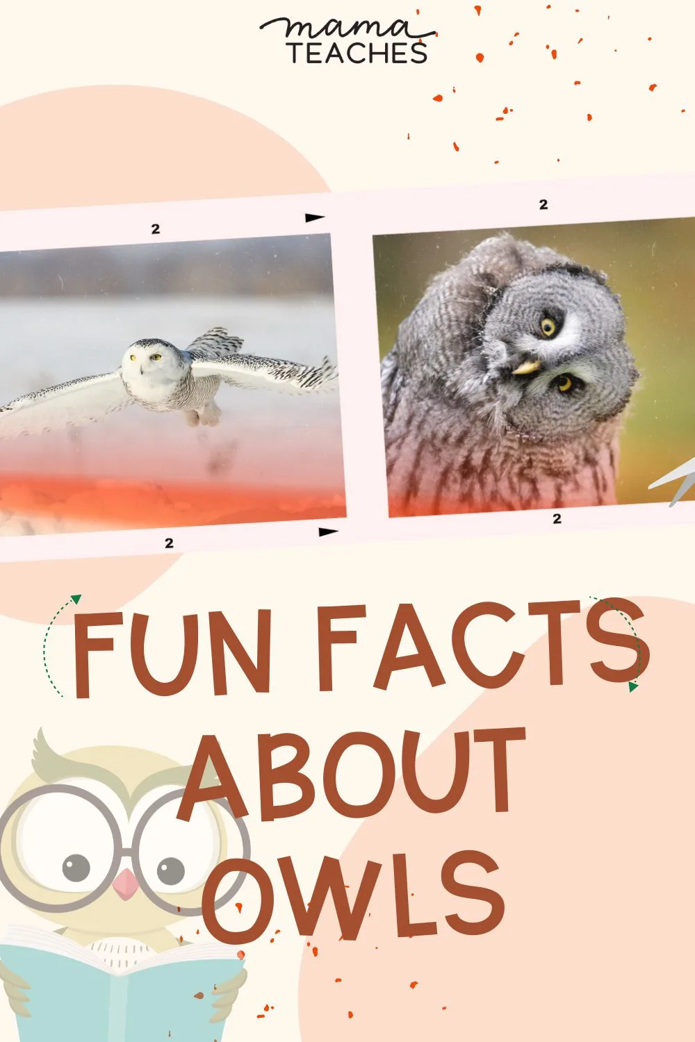 Fun Facts About Owls - Mama Teaches