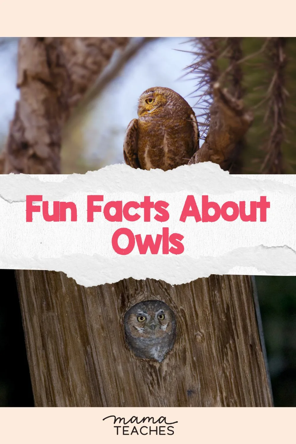 Fun Facts About Owls - Mama Teaches