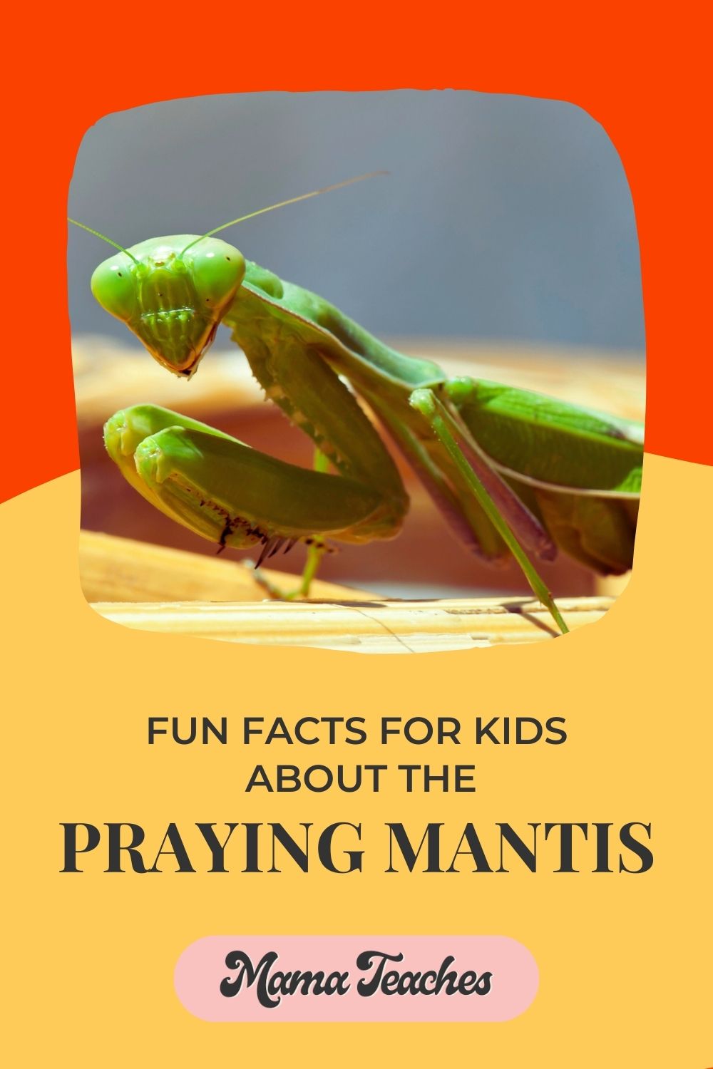 FUN FACTS ABOUT THE PRAYING MANTIS