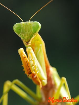 FUN FACTS ABOUT THE PRAYING MANTIS