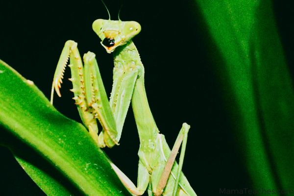 FUN FACTS ABOUT THE PRAYING MANTIS