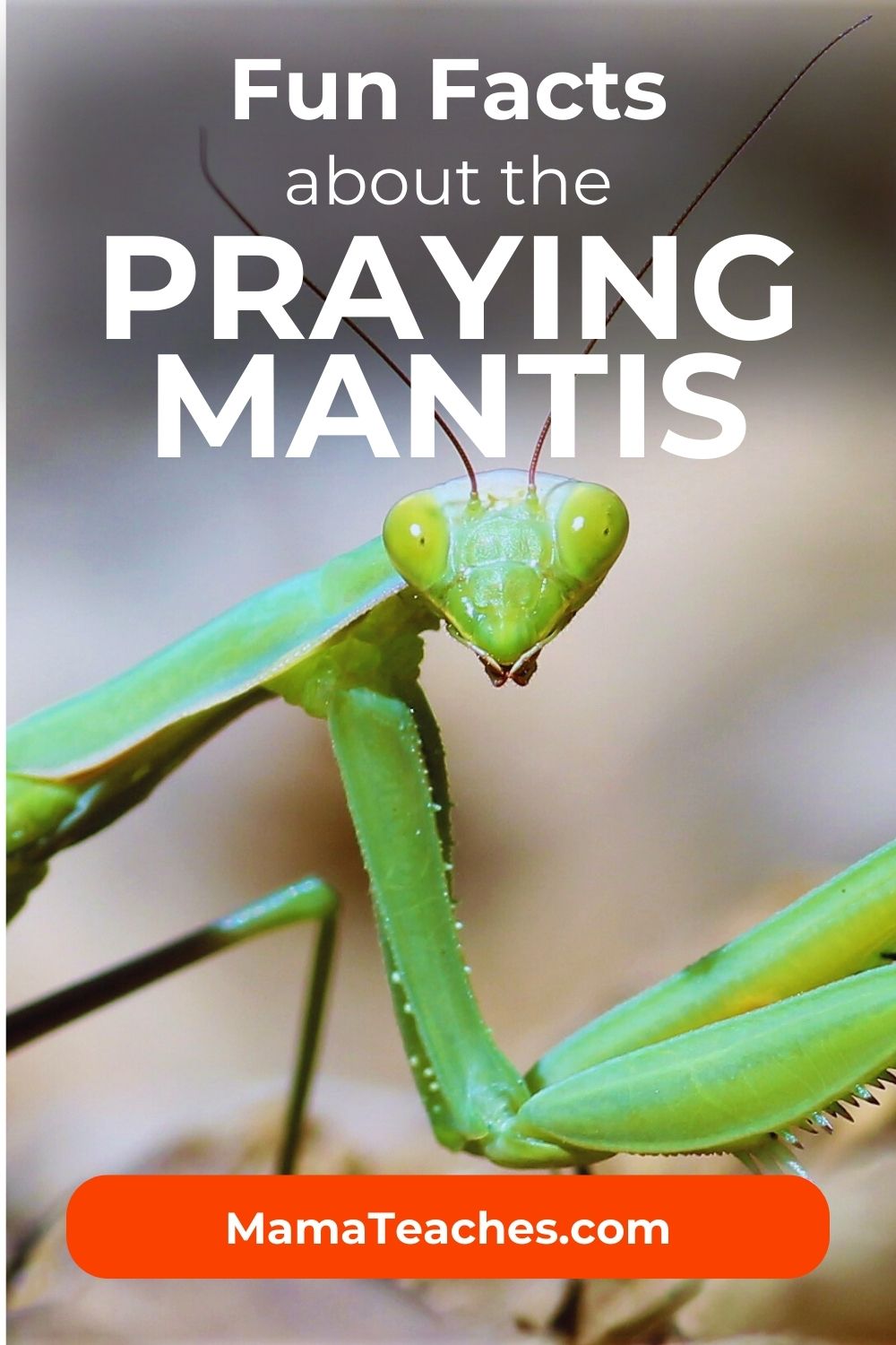 FUN FACTS ABOUT THE PRAYING MANTIS