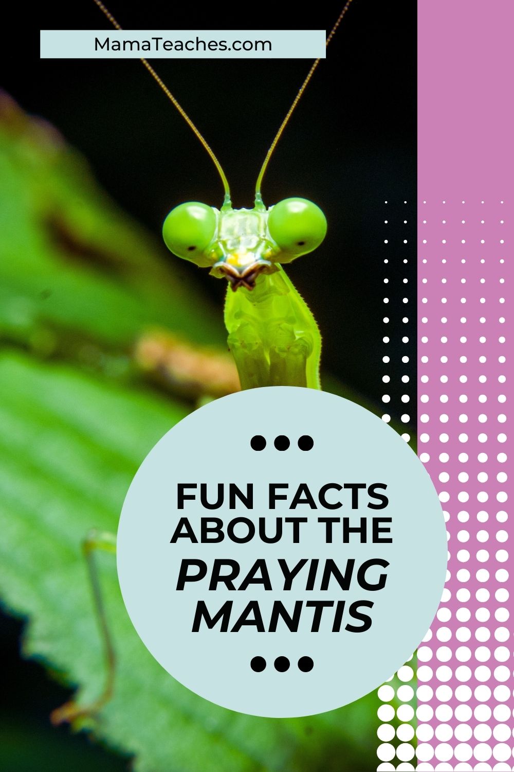 FUN FACTS ABOUT THE PRAYING MANTIS