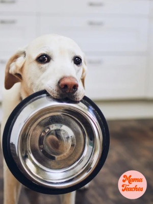 How to Store Dog Food Properly at Home